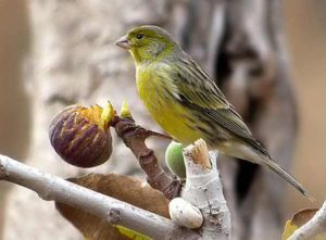 ¿Qué comen los canarios en su hábitat natural?