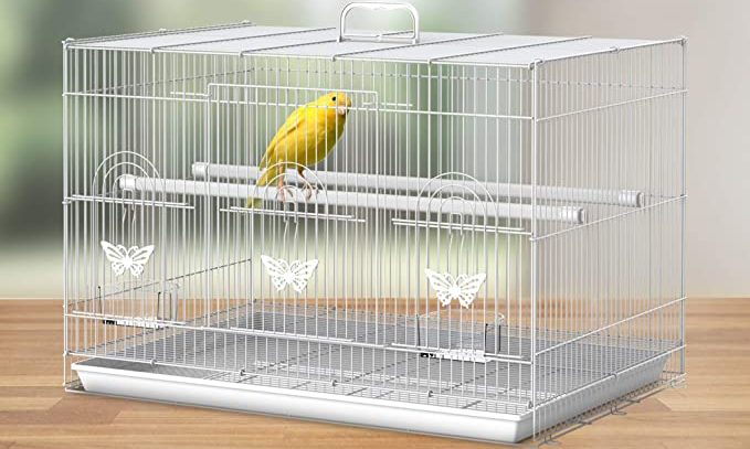 ¿Cómo debe ser la jaula de un canario?